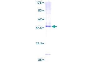 DNAJC3 Protein (AA 1-234) (GST tag)