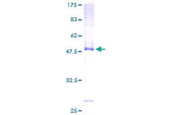 DNAJC3 Protein (AA 1-234) (GST tag)