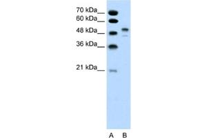 Western Blotting (WB) image for anti-POU Class 3 Homeobox 2 (POU3F2) antibody (ABIN2460197)
