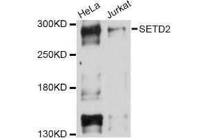 Western blot analysis of extracts of various cell lines, using SETD2 Antibody (ABIN5998788) at 1/1000 dilution. (SETD2 Antikörper)