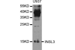 Western blot analysis of extracts of U-937 cells, using INSL3 antibody (ABIN5973356) at 1/1000 dilution. (INSL3 Antikörper)