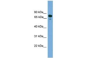 WB Suggested Anti-ZNF599 Antibody Titration: 0. (ZNF599 Antikörper  (N-Term))