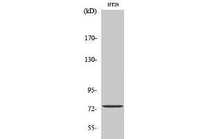 Western Blotting (WB) image for anti-Acyl-CoA Synthetase Short-Chain Family Member 1 (ACSS1) (C-Term) antibody (ABIN3183154) (ACSS1 Antikörper  (C-Term))