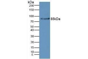 Detection of CFB in Mouse Liver Tissue using Polyclonal Antibody to Complement Factor B (CFB) (Complement Factor B Antikörper  (AA 32-157))