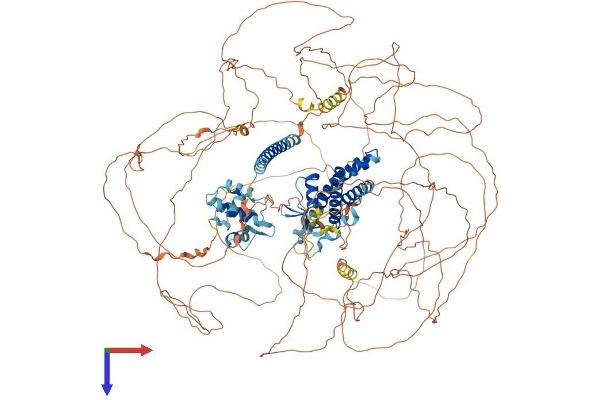 SYNRG Protein (AA 1-1306) (His tag)