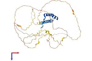 NKX2-1 Protein (AA 1-372) (His tag)