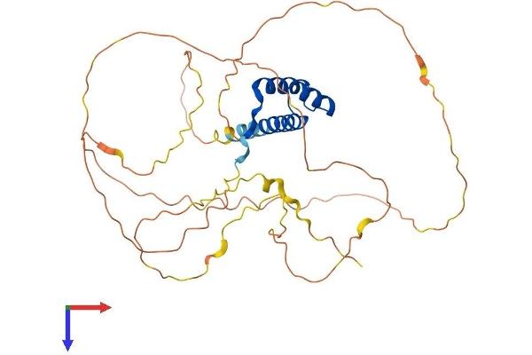 NKX2-1 Protein (AA 1-372) (His tag)