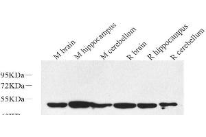 Western Blot analysis of various samples using RBFOX3 Polyclonal Antibody at dilution of 1:1000. (NeuN Antikörper)