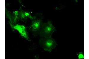 Anti-SLC2A5 mouse monoclonal antibody (ABIN2452658) immunofluorescent staining of COS7 cells transiently transfected by pCMV6-ENTRY SLC2A5 (RC200418). (SLC2A5 Antikörper)