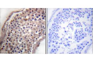 Peptide - +Immunohistochemical analysis of paraffin-embedded human testis tissue using Ephrin B (Ab-330) antibody (#B0010). (EFNB1/2 (Tyr330) Antikörper)