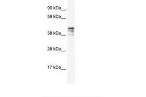 Image no. 2 for anti-Keratin 15 (KRT15) (C-Term) antibody (ABIN6735909) (KRT15 Antikörper  (C-Term))