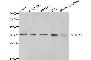 Western blot analysis of extracts of various cell lines, using SFTPA1 antibody. (Surfactant Protein A1 Antikörper)