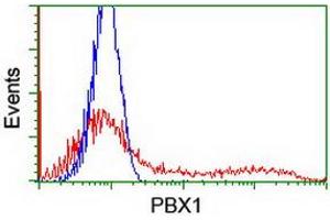 Image no. 3 for anti-Pre-B-Cell Leukemia Homeobox Protein 1 (PBX1) antibody (ABIN1500044) (PBX1 Antikörper)