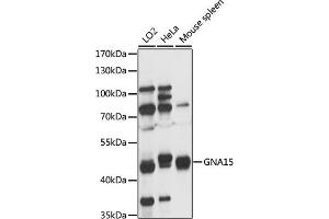 Western Blotting (WB) image for anti-Guanine Nucleotide Binding Protein (G Protein), alpha 15 (Gq Class) (GNA15) (AA 112-374) antibody (ABIN7267536)