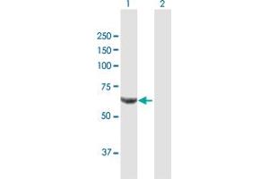 Western Blot analysis of PPP2R1B expression in transfected 293T cell line by PPP2R1B MaxPab polyclonal antibody.