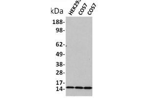 Western blot analysis of extracts of various celllines,using Acetyl-Histone H3 (Lys18) Antibody. (Histone 3 Antikörper  (H3K18ac))