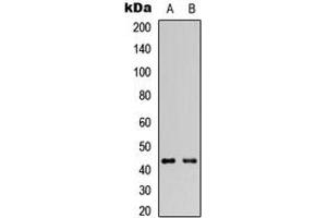 Western blot analysis of GATA1 expression in HeLa (A), HEK293T (B) whole cell lysates. (GATA1 Antikörper  (C-Term))