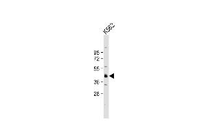 Western Blotting (WB) image for anti-Ubiquitin Thioesterase OTU1 (YOD1) (AA 319-347), (C-Term) antibody (ABIN655251)