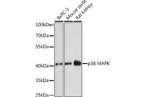 Western blot analysis of extracts of various cell lines, using p38 MAPK antibody (ABIN7268616) at 1:1000 dilution. (MAPK14 Antikörper  (C-Term))