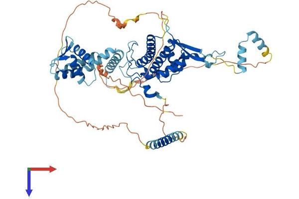 CDT1 Protein (AA 1-557) (His tag)