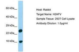 Image no. 1 for anti-H2A Histone Family, Member V (H2AFV) (N-Term) antibody (ABIN6750190) (H2AFV Antikörper  (N-Term))