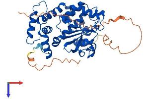 Clavesin 1 Protein (CLVS1) (AA 1-354) (His tag)