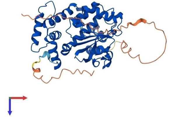 Clavesin 1 Protein (CLVS1) (AA 1-354) (His tag)