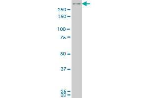 SMG1 monoclonal antibody (M04), clone 2B10 Western Blot analysis of SMG1 expression in Hela S3 NE . (SMG1 Antikörper  (AA 2922-3031))