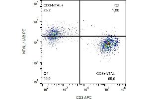 Flow cytometry analysis (intracellular staining) of NTAL in human peripheral blood lymphocytes using anti-NTAL (NAP-07) PE. (LAT2 Antikörper  (Cytoplasmic Domain) (PE))