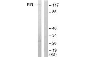 Western Blotting (WB) image for anti-FERM, RhoGEF and Pleckstrin Domain Protein 2 (FARP2) (AA 331-380) antibody (ABIN2889354) (FARP2 Antikörper  (AA 331-380))