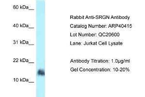 WB Suggested Anti-SRGN Antibody   Titration: 1. (SRGN Antikörper  (N-Term))