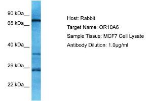 Host: Rabbit Target Name: OR10A6 Sample Type: MCF7 Whole Cell lysates Antibody Dilution: 1. (OR10A6 Antikörper  (C-Term))