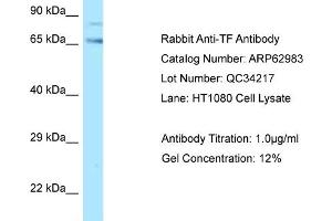 Western Blotting (WB) image for anti-Transferrin (TF) (C-Term) antibody (ABIN2789320) (Transferrin Antikörper  (C-Term))