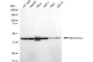 Western blotting analysis using SEC61A1/2 antibody (ABIN7800968). (Rekombinanter SEC61A1/2 Antikörper)