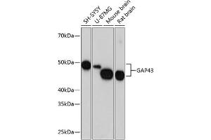 Western blot analysis of extracts of various cell lines, using G antibody (ABIN7267515) at 1:1000 dilution. (GAP43 Antikörper)