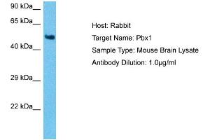 Host: Mouse Target Name: PBX1 Sample Tissue: Mouse Brain Antibody Dilution: 1ug/ml (PBX1 Antikörper  (N-Term))