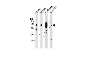 LGALS3BP Antikörper  (AA 383-412)