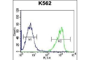 GIF Antibody (Center) (ABIN656899 and ABIN2846098) flow cytometric analysis of K562 cells (right histogram) compared to a negative control cell (left histogram). (Intrinsic Factor Antikörper  (AA 189-218))