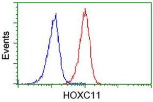 Image no. 2 for anti-Homeobox C11 (HOXC11) antibody (ABIN1498706) (HOXC11 Antikörper)
