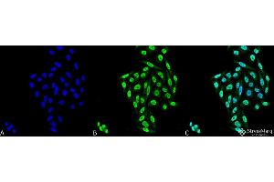 Immunocytochemistry/Immunofluorescence analysis using Mouse Anti-PP5 Monoclonal Antibody, Clone 12F7 . (PP5 Antikörper  (APC))