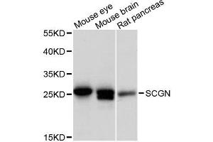 Western blot analysis of extracts of various cell lines, using SCGN antibody.