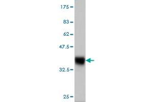Western Blot detection against Immunogen (36. (CLLD6 Antikörper  (AA 97-196))