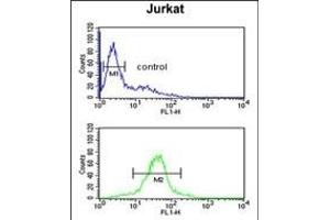 RSPO4 Antibody (C-term) (ABIN651898 and ABIN2840444) flow cytometric analysis of Jurkat cells (bottom histogram) compared to a negative control cell (top histogram). (R-Spondin 4 Antikörper  (C-Term))