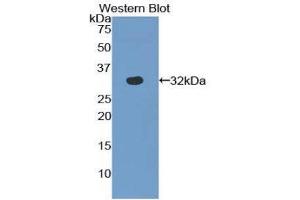 Western Blotting (WB) image for anti-S-Antigen, Retina and Pineal Gland (Arrestin) (SAG) (AA 139-388) antibody (ABIN1860494) (SAG Antikörper  (AA 139-388))