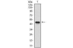 Western Blotting (WB) image for anti-Nibrin (NBN) (AA 467-615) antibody (ABIN1724942)