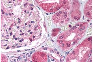 Human Kidney (formalin-fixed, paraffin-embedded) stained with E2F3 antibody ABIN214098 at 5 ug/ml followed by biotinylated goat anti-rabbit IgG secondary antibody ABIN481713, alkaline phosphatase-streptavidin and chromogen.