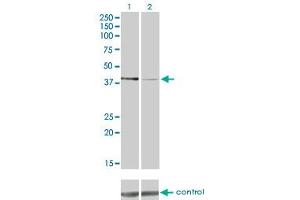 Western blot analysis of PDK2 over-expressed 293 cell line, cotransfected with PDK2 Validated Chimera RNAi (Lane 2) or non-transfected control (Lane 1). (PDK2 Antikörper  (AA 187-276))