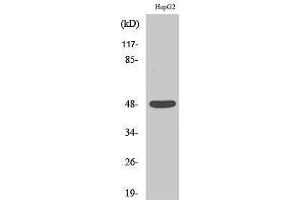 Western Blotting (WB) image for anti-Enolase (C-Term) antibody (ABIN3184489) (Enolase Antikörper  (C-Term))