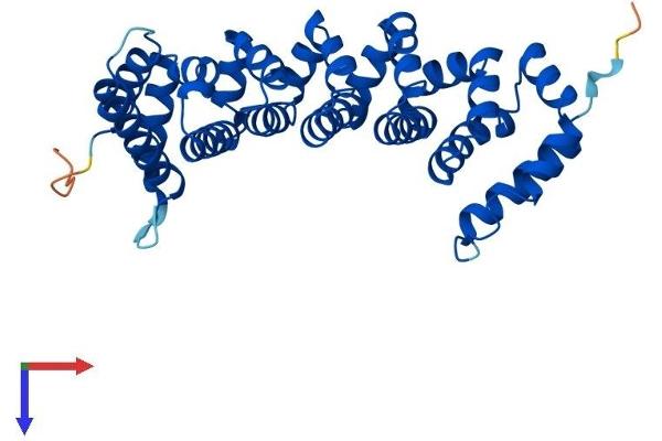 CAB39 Protein (AA 1-341) (His tag)