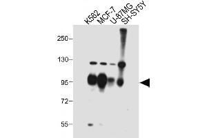 All lanes : Anti-SEC Antibody (C-term) at 1:2000 dilution Lane 1: K562 whole cell lysate Lane 2: MCF-7 whole cell lysate Lane 3: U-87MG whole cell lysate Lane 4: SH-SY5Y whole cell lysate Lysates/proteins at 20 μg per lane. (SEMA4C Antikörper  (AA 792-821))